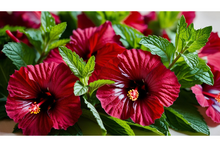 Load image into Gallery viewer, Cranberry Hibiscus tea blend gift box set
