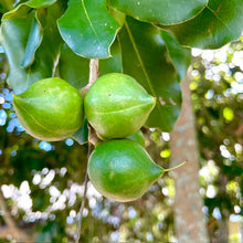 Load image into Gallery viewer, Paradise Pesto-Mac Nut pesto (Original)
