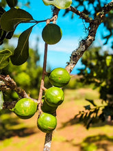 Load image into Gallery viewer, Paradise Pesto-Mac Nut pesto (Original)
