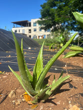 Load image into Gallery viewer, Nā Pua ʻĀina o Waipiʻo-Anti-aging Face Serum
