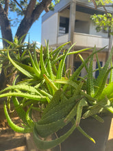 Load image into Gallery viewer, Nā Pua ʻĀina o Waipiʻo-Anti-aging Face Serum
